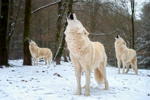 Wolf Foto
