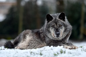 Wolf Foto